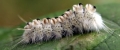 hairy caterpillar