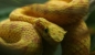 snake photo