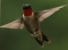 ruby-throated hummingbird