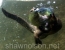 Otter Chasing Fish