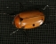 Grapevine Beetle Photo