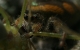 face of jumping spider eating