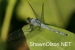 Large Blue Dragonfly