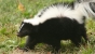 skunk