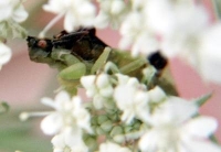 photo insect ambush bug