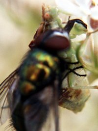 photo insect ambush bug