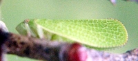 green leafhopper