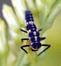 blue bug pic