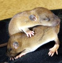 baby rodent photos