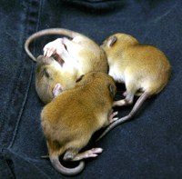 baby rodent photos